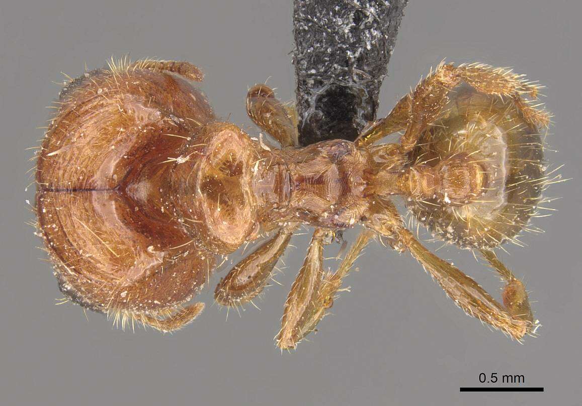 Pheidole aberrans Mayr 1868 resmi