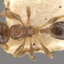 Image of Pheidole obnixa Forel 1912