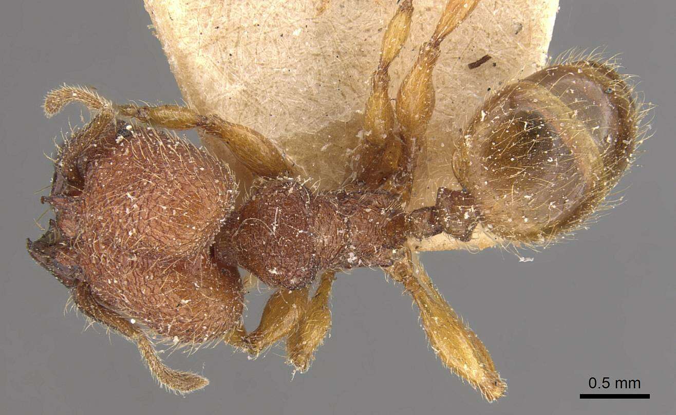 Image of Pheidole aper Forel 1912