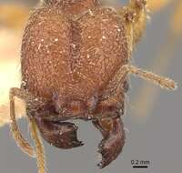 Image of Pheidole aper Forel 1912