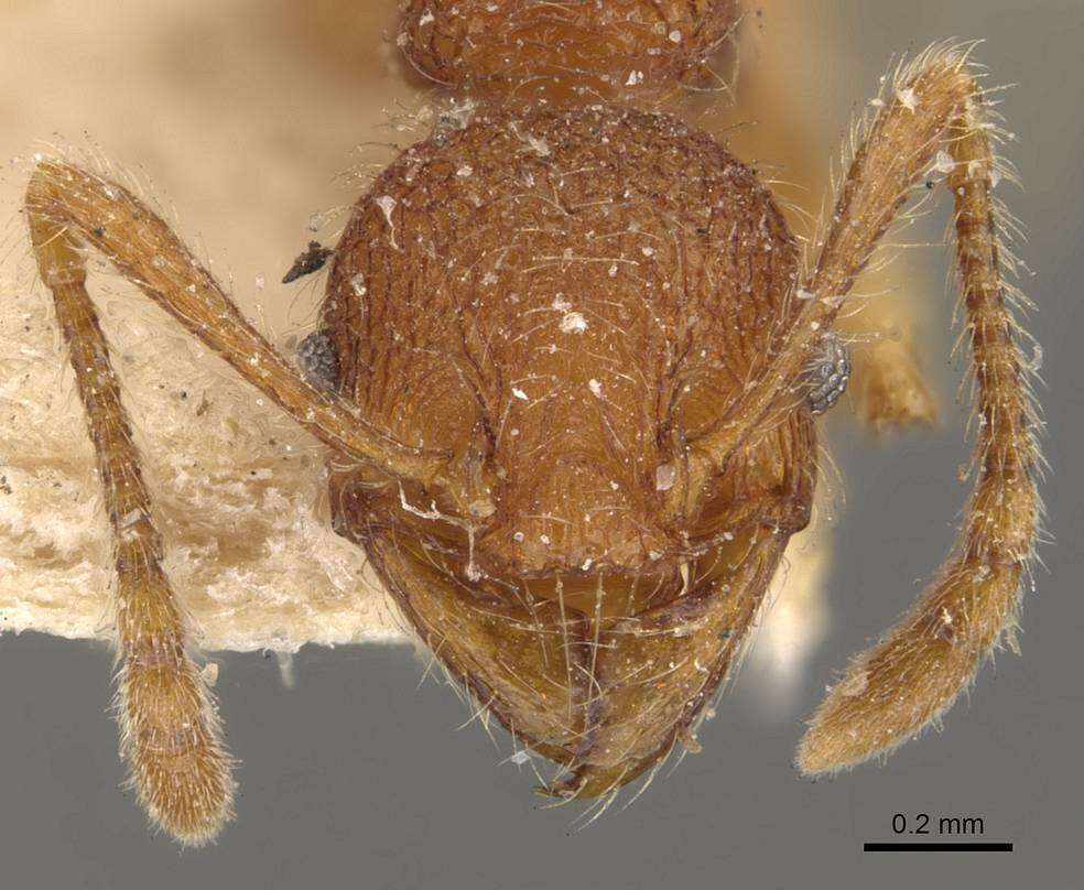 Image of Pheidole aper Forel 1912