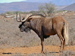 Image of Black Wildebeest