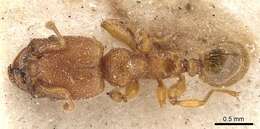 Imagem de Pheidole bicornis Forel 1899