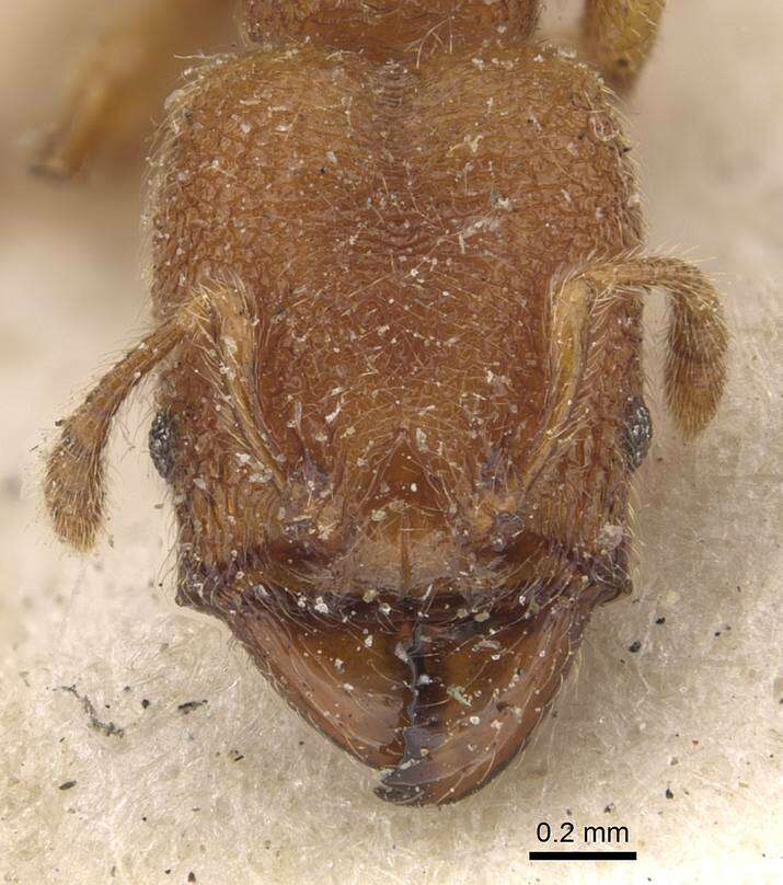 Imagem de Pheidole bicornis Forel 1899