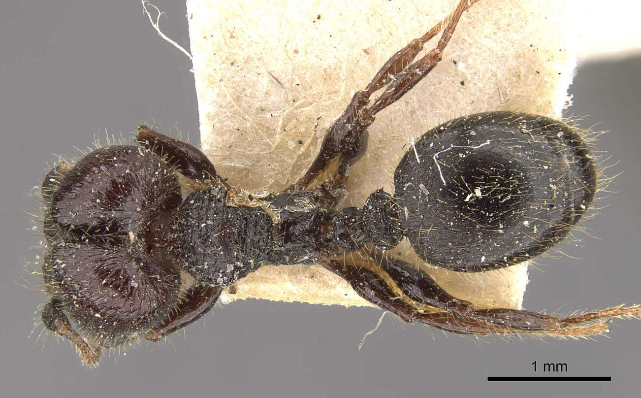 Plancia ëd <i>Pheidole reclusi</i>