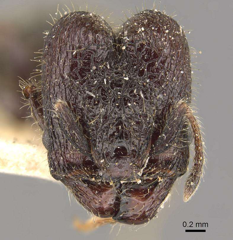 Plancia ëd <i>Pheidole reclusi</i>