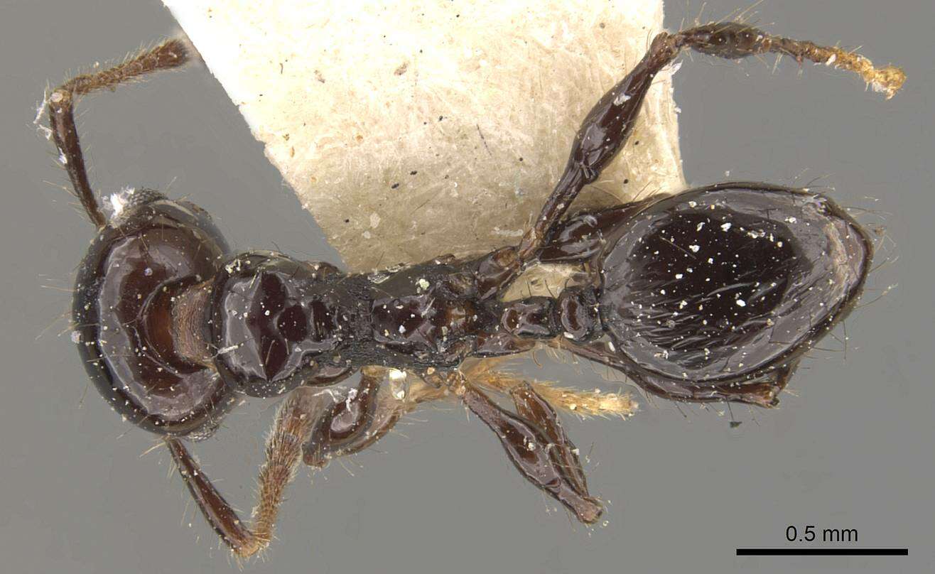 Plancia ëd <i>Pheidole reclusi</i>