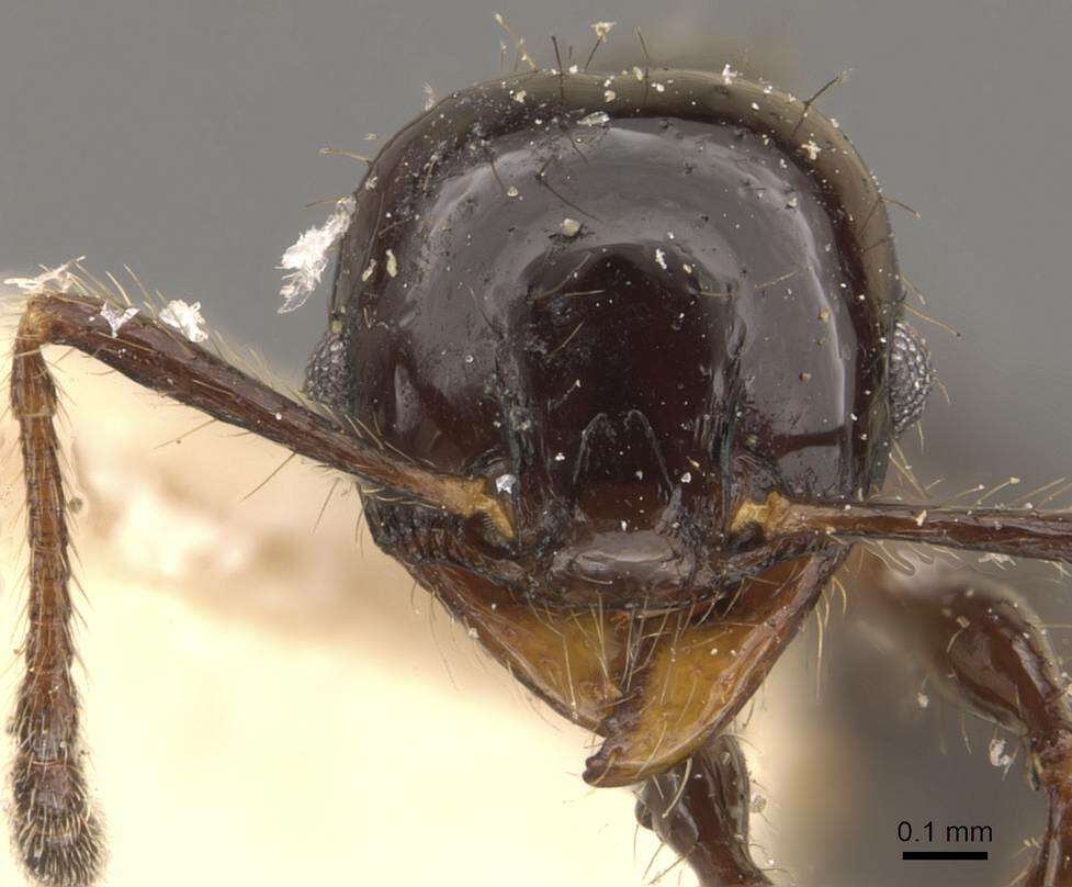 Plancia ëd <i>Pheidole reclusi</i>