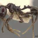 Plancia ëd <i>Pheidole reclusi</i>