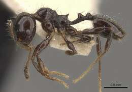 Plancia ëd <i>Pheidole reclusi</i>