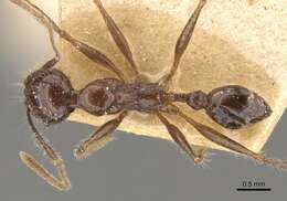 Image of Pheidole bluntschlii Forel 1911