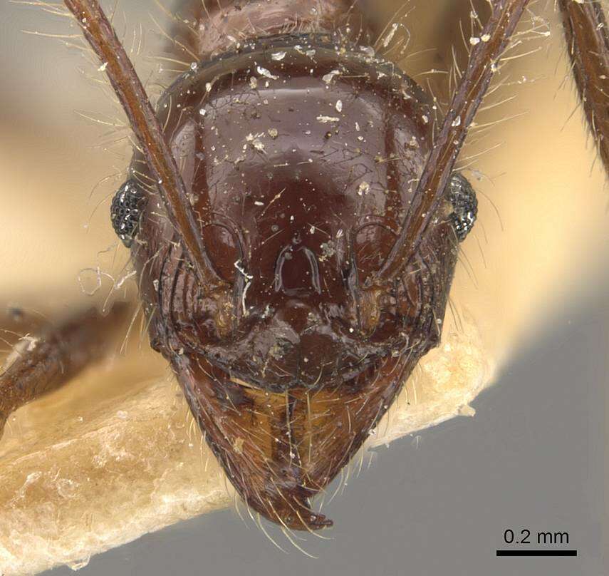 Image of Pheidole bluntschlii Forel 1911