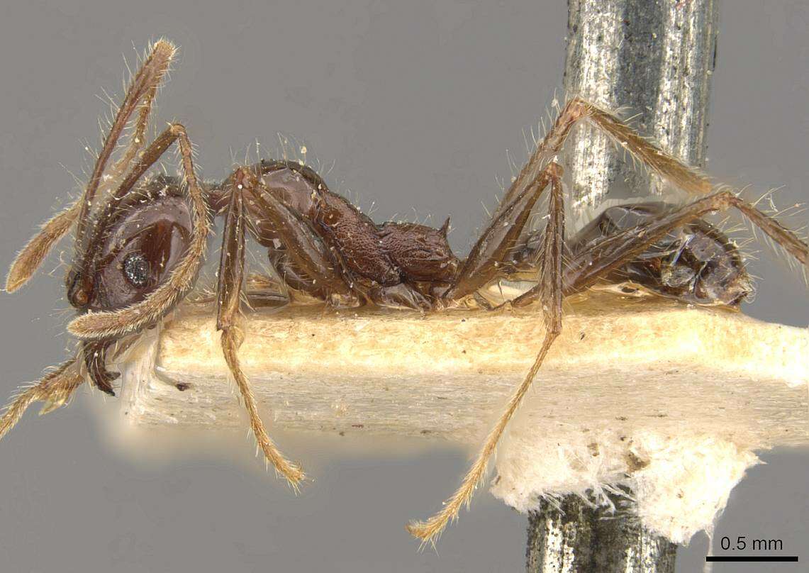 Image of Pheidole bluntschlii Forel 1911