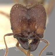 Pheidole smythiesii Forel 1902 resmi