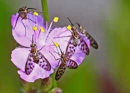 Image of Poecilognathus punctipennis (Walker 1849)