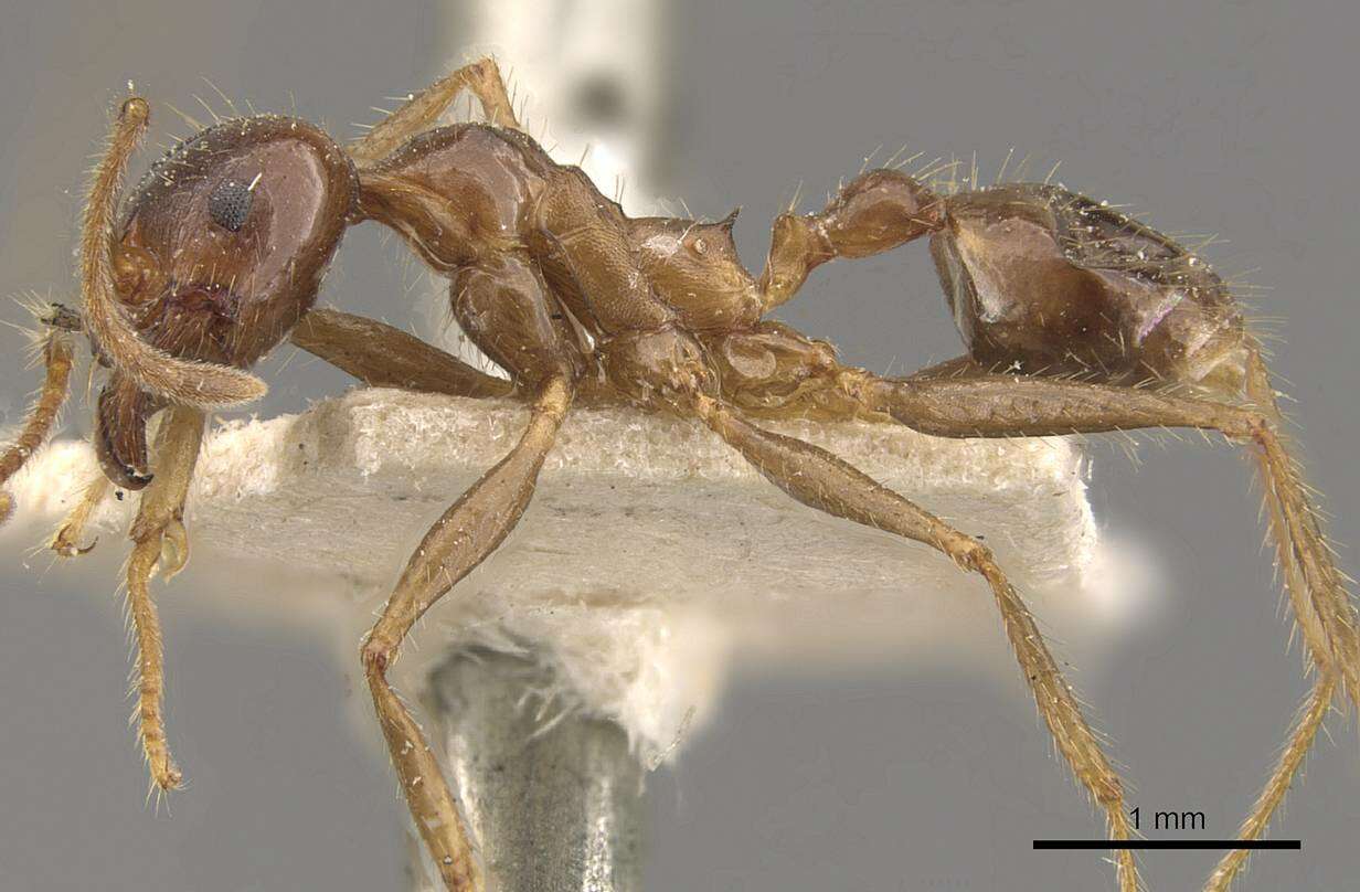 Pheidole smythiesii Forel 1902 resmi