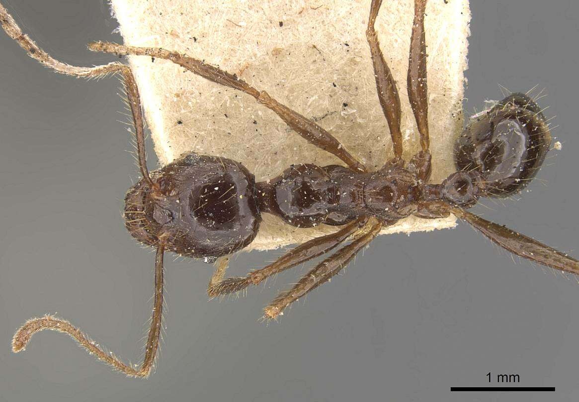 Pheidole smythiesii Forel 1902 resmi