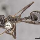 صورة Myrmicaria striata Stitz 1911