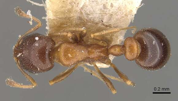 Image of Tramp Ants