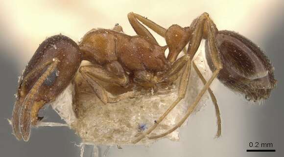 Image of Tramp Ants