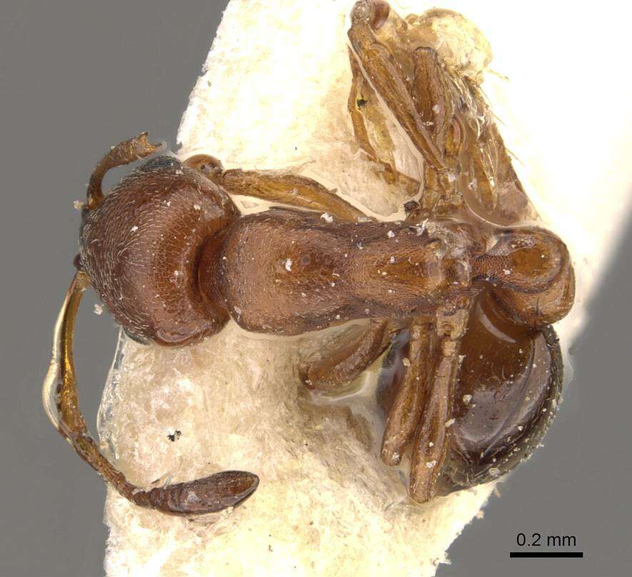 Image of Formicoidea