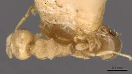 Image of Tramp Ants