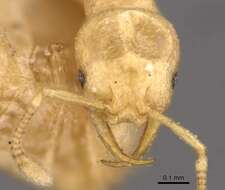 Image of Tramp Ants