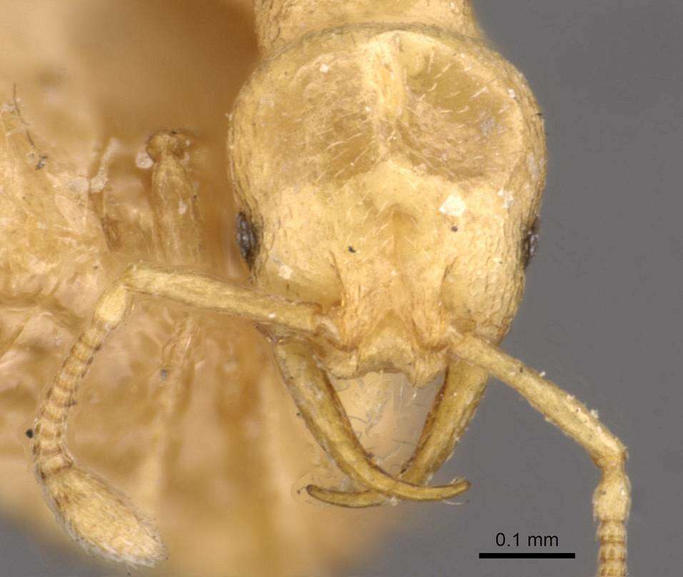 Image of Tramp Ants