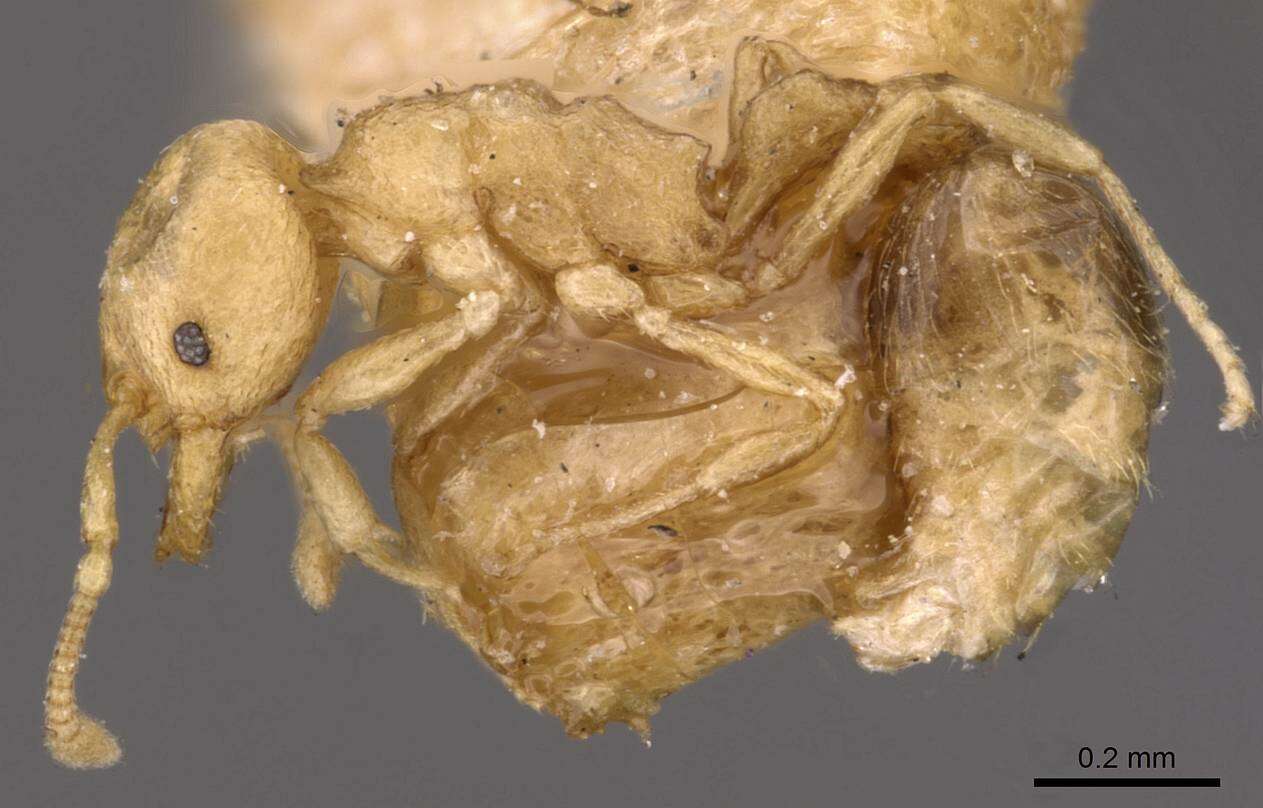 Image of Tramp Ants