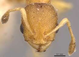 Image of Tramp Ants