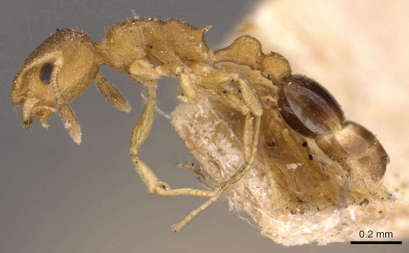 Image of Tramp Ants