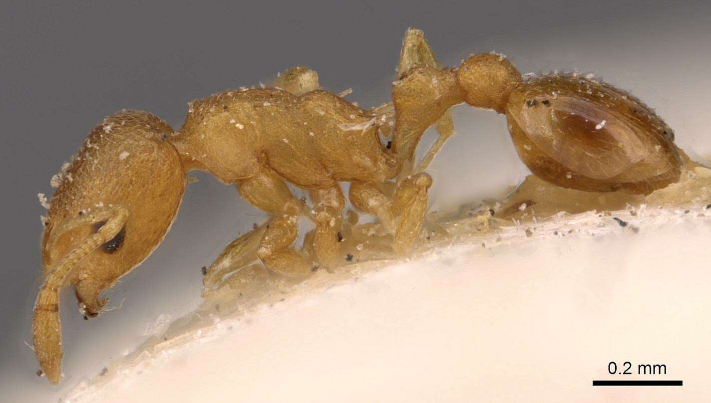 Image of Tramp Ants