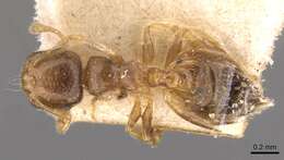 Image of Crematogaster rectinota Forel 1913