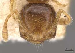 Image of Crematogaster rectinota Forel 1913