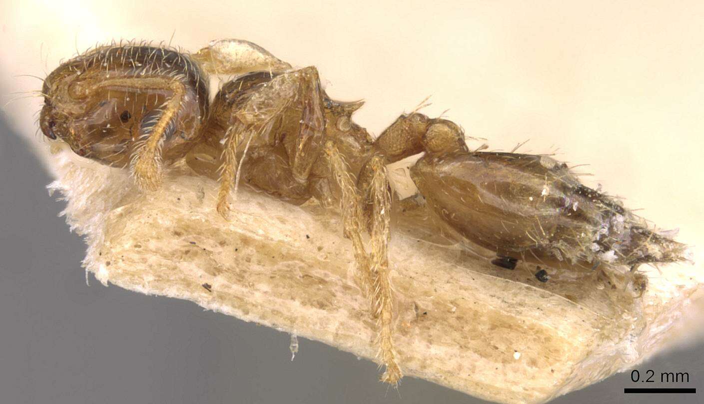 Image of Crematogaster rectinota Forel 1913