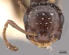 Image of Crematogaster transvaalensis Forel 1894