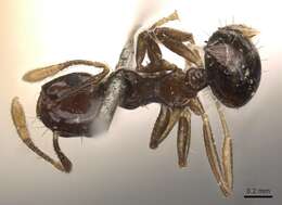 Image of Crematogaster baduvi Forel 1912