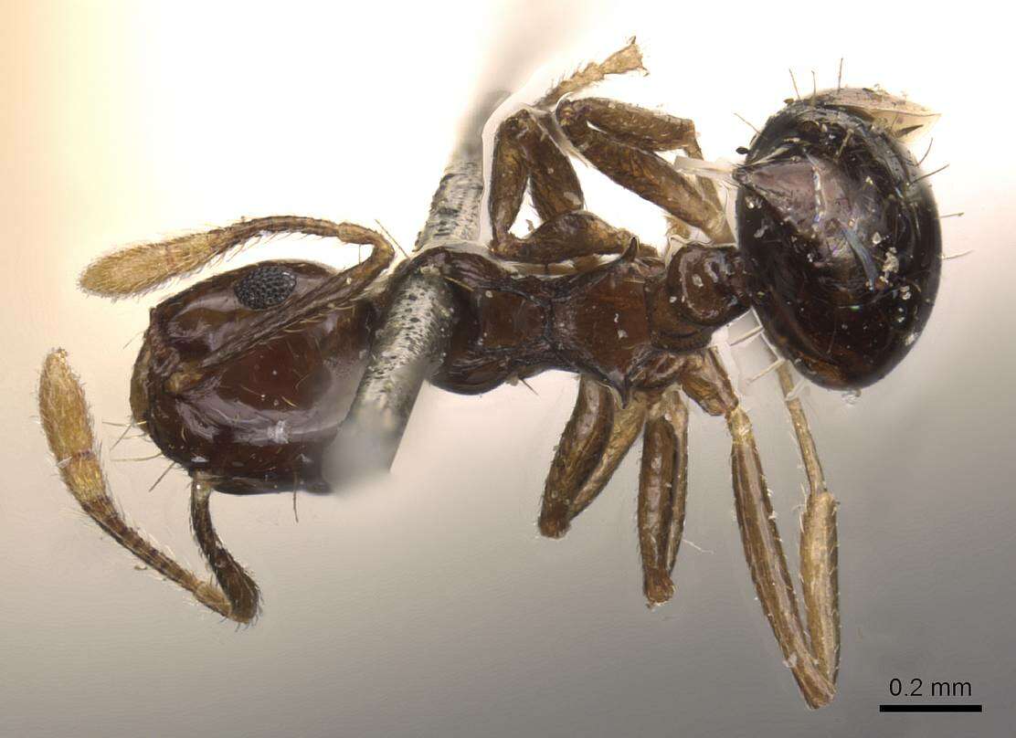 Image of Crematogaster baduvi Forel 1912