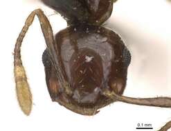 Image of Crematogaster baduvi Forel 1912