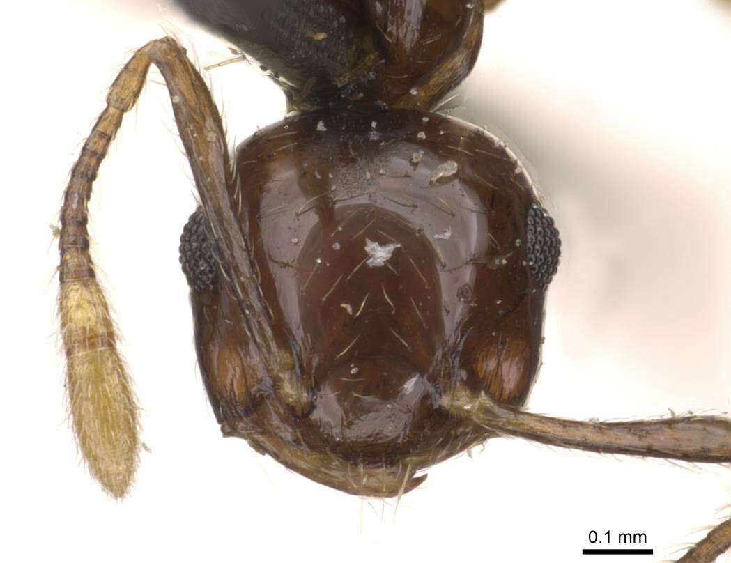 Image of Crematogaster baduvi Forel 1912