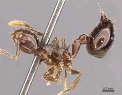 Image of Crematogaster baduvi Forel 1912