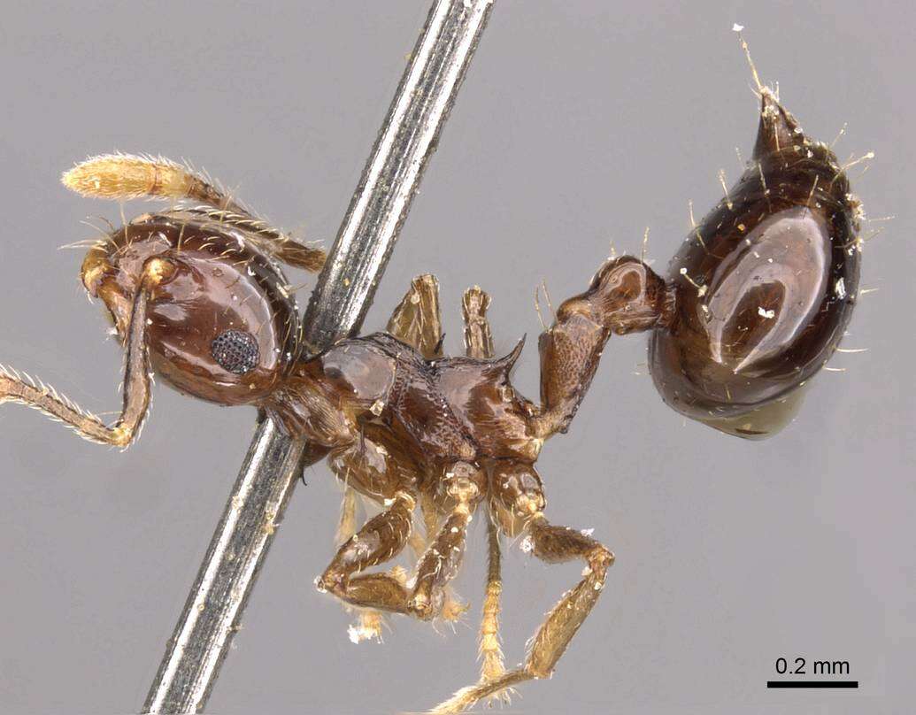 Image of Crematogaster baduvi Forel 1912