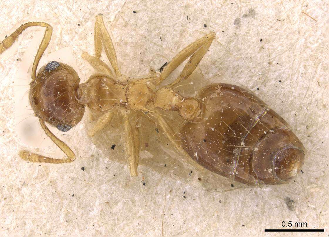 Image of Crematogaster longipilosa Forel 1907