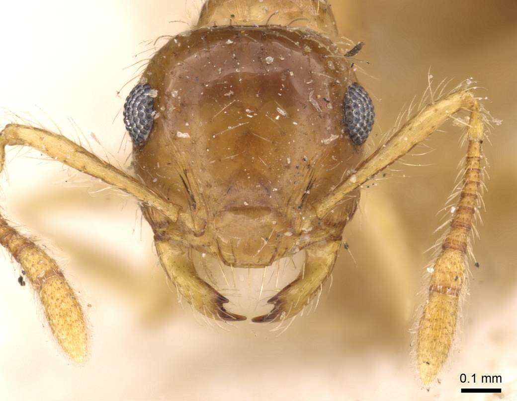 Image of Crematogaster longipilosa Forel 1907