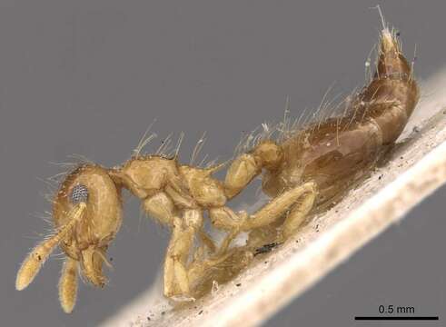 صورة Crematogaster longipilosa Forel 1907