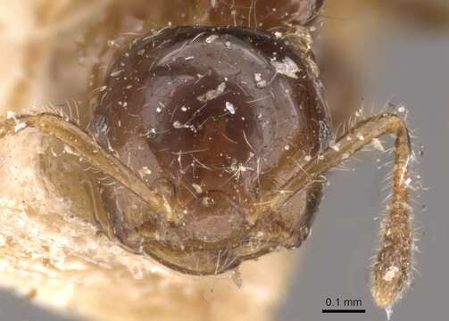 Image of Crematogaster treubi Emery 1896