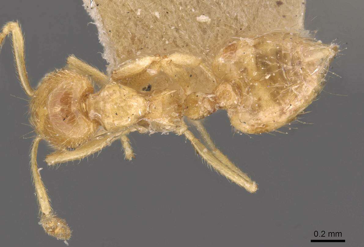 Image of Crematogaster myops Forel 1911