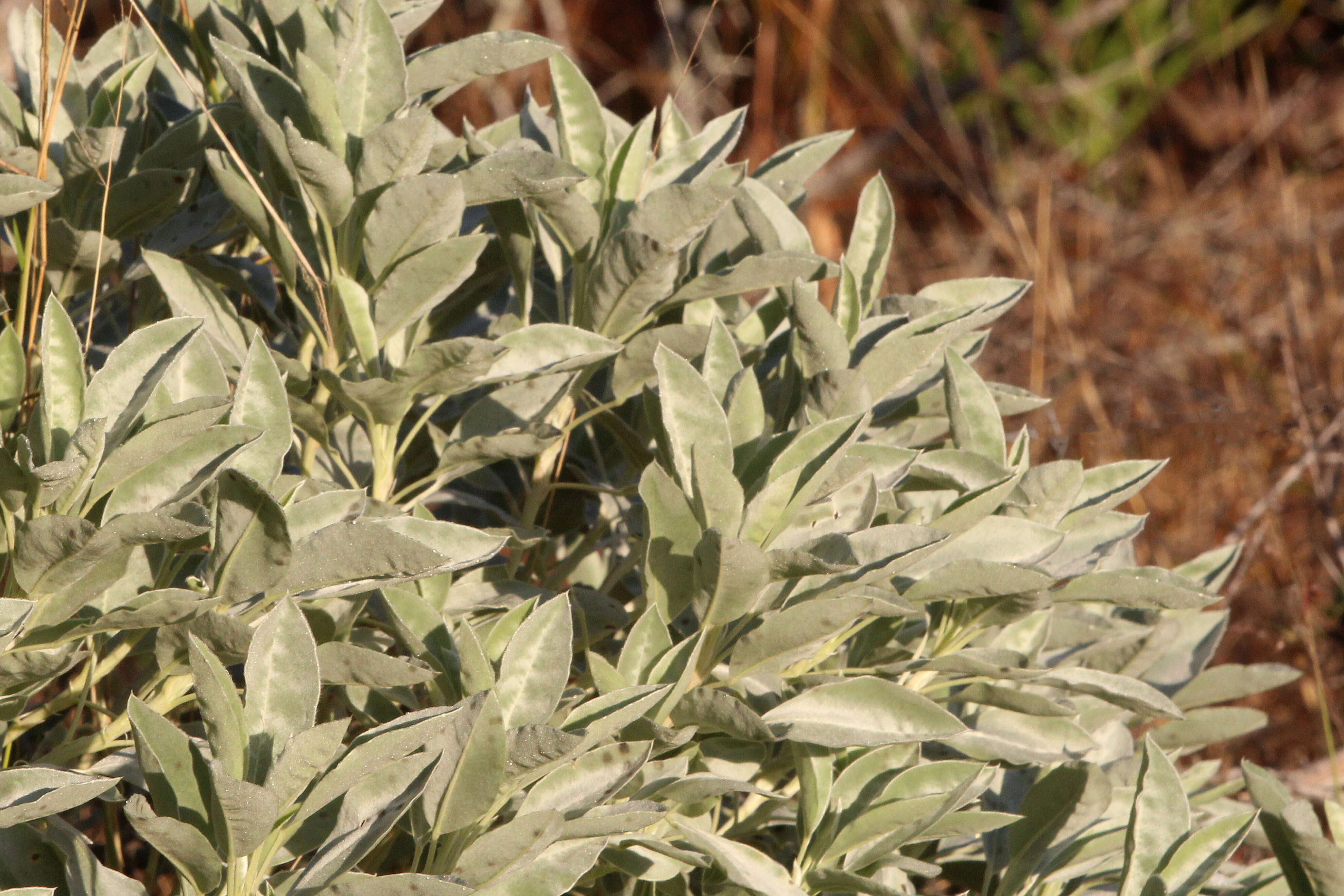 Image of sky-blue lupine