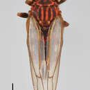 Image of Cacopsylla picta (Foerster 1848)