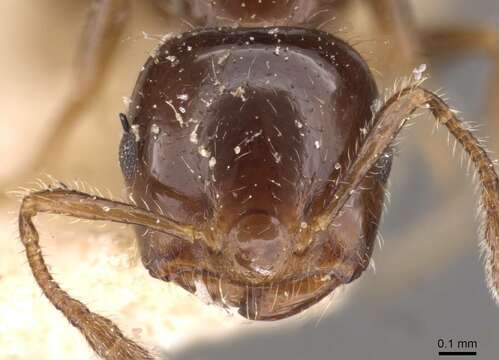 Image of Crematogaster treubi Emery 1896